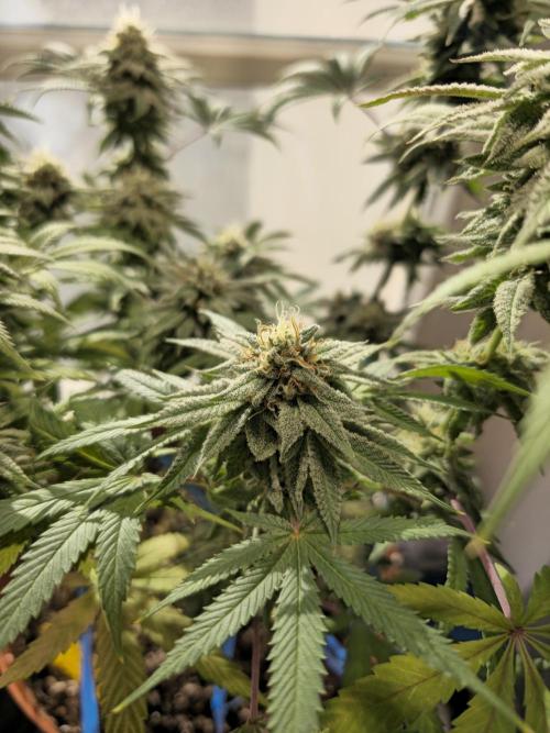 Cheap Weed #10. Week 14