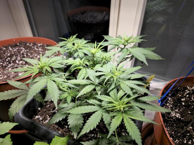 2nd Own Genetic | Cheap Weed #13. Week 5