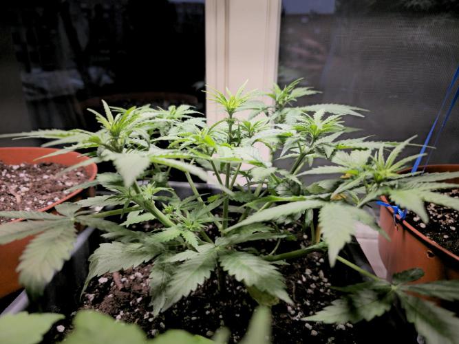 2nd Own Genetic | Cheap Weed #13. Week 5