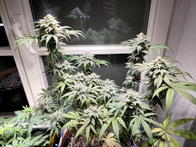 Cheap Weed #10. Week 15