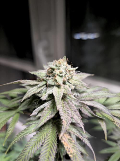 Cheap Weed #10. Week 15