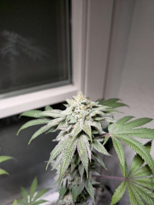 Cheap Weed #10. Week 15