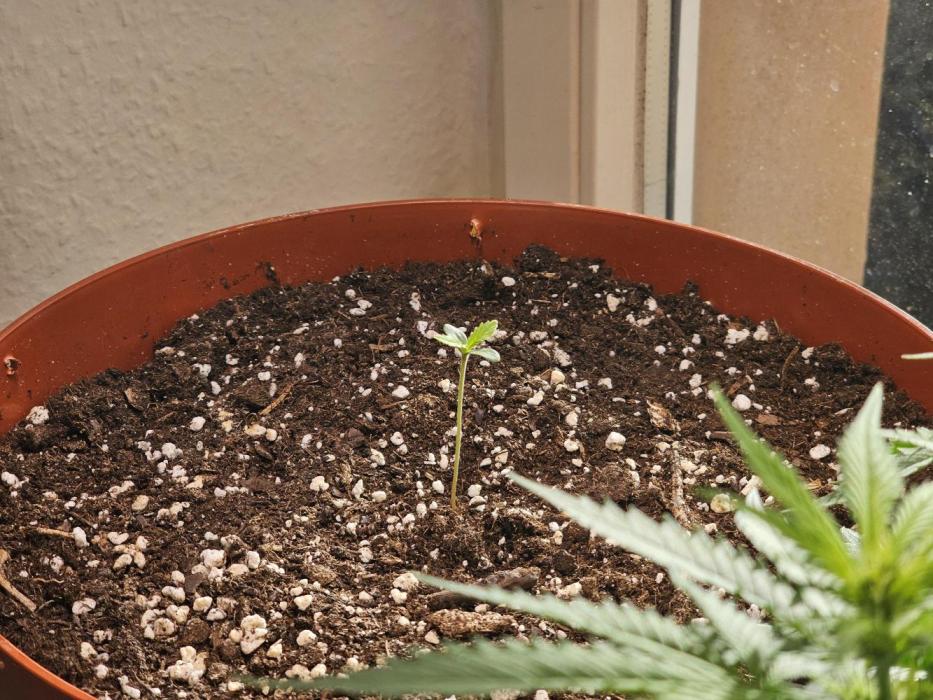 Cheap Weed #14. Week 1