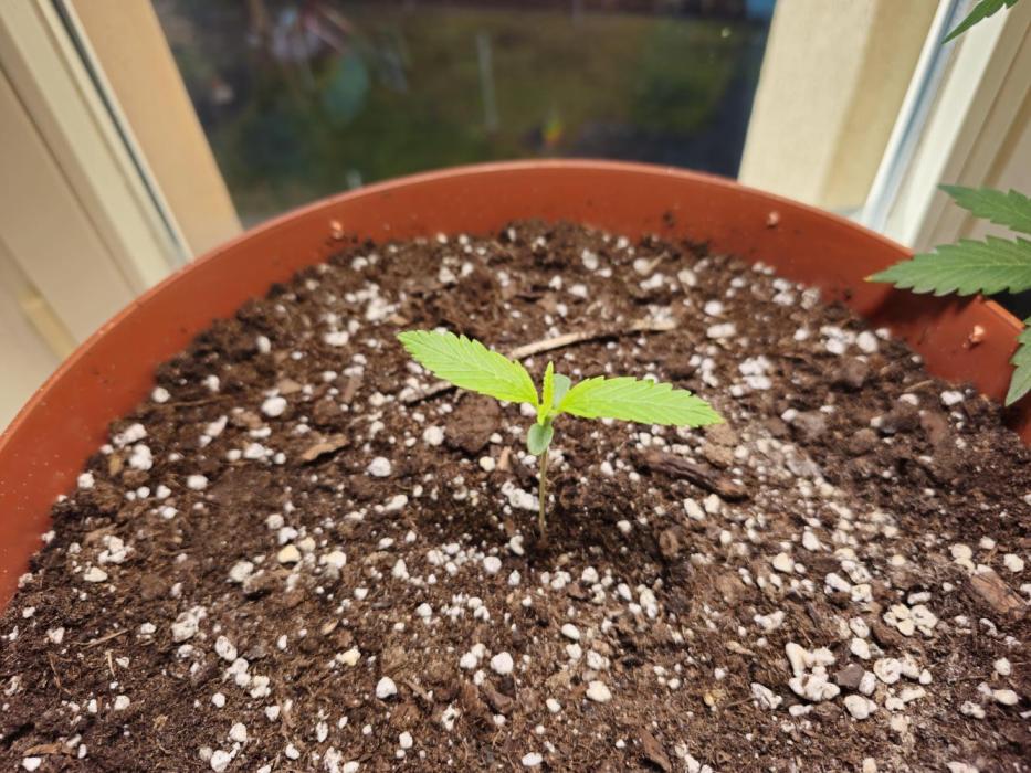 Cheap Weed #14. Week 2