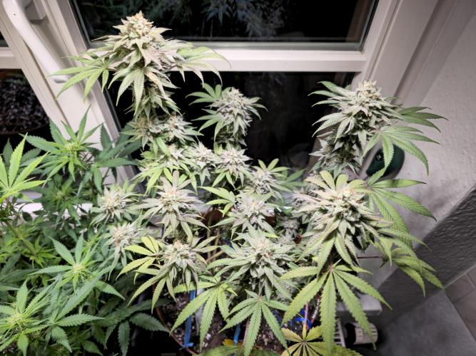 Cheap Weed #10. Week 16