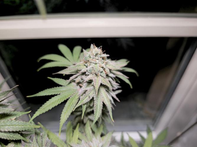 Cheap Weed #10. Week 16