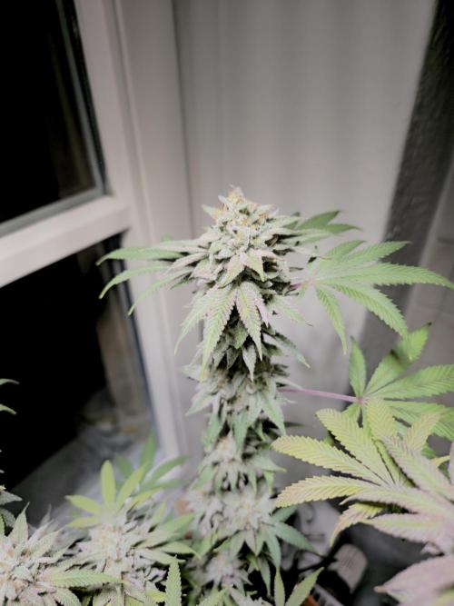 Cheap Weed #10. Week 16