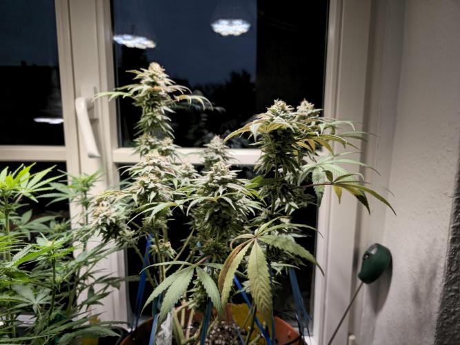 Cheap Weed #10. Week 16