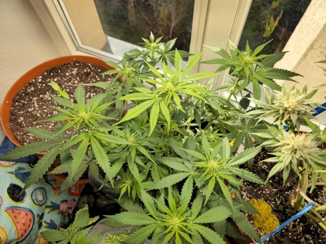 2nd Own Genetic | Cheap Weed #13. Week 6