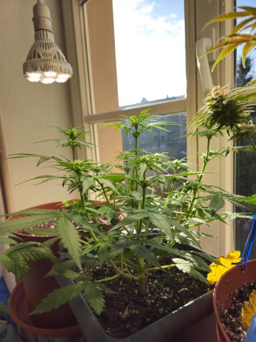 2nd Own Genetic | Cheap Weed #13. Week 6