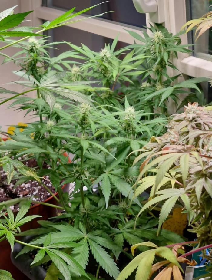 2nd Own Genetic | Cheap Weed #13. Week 8