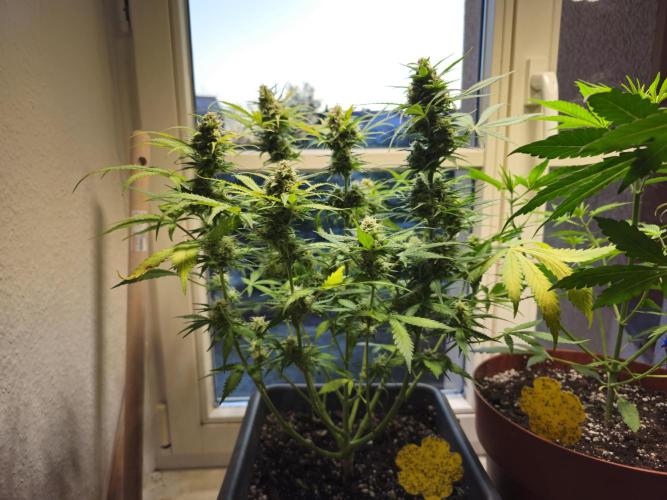 2nd Own Genetic | Cheap Weed #13. Week 10