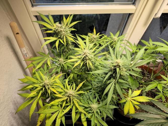 2nd Own Genetic | Cheap Weed #13. Week 10