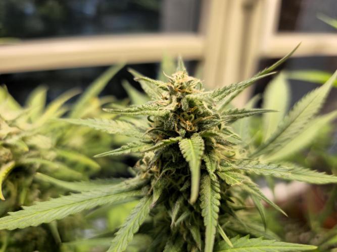 2nd Own Genetic | Cheap Weed #13. Week 10