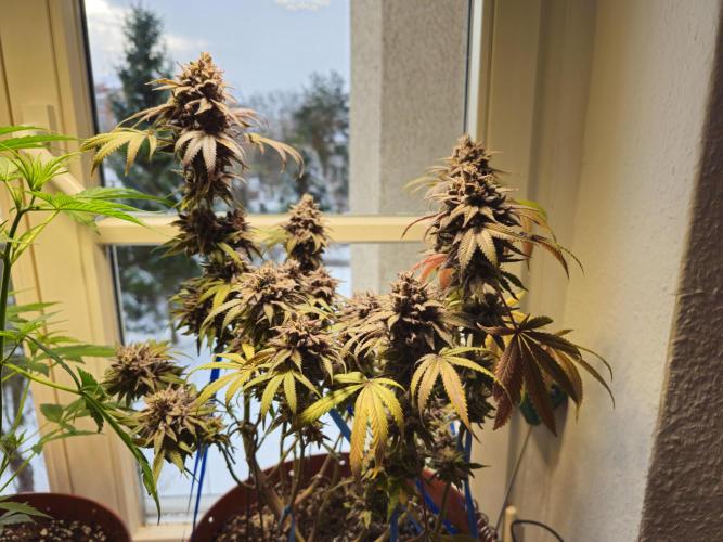 Cheap Weed #10. Week 19