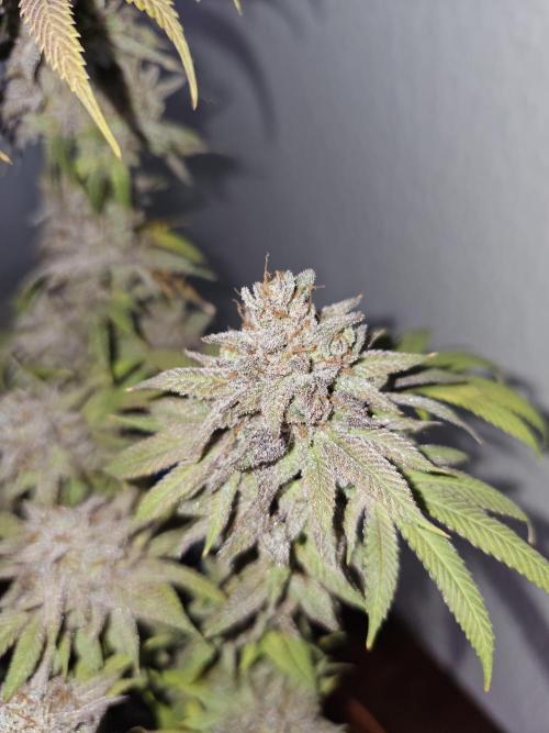 Cheap Weed #10. Week 19