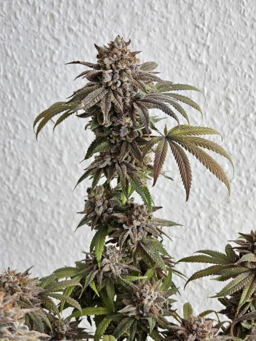 Cheap Weed #10. Week 19