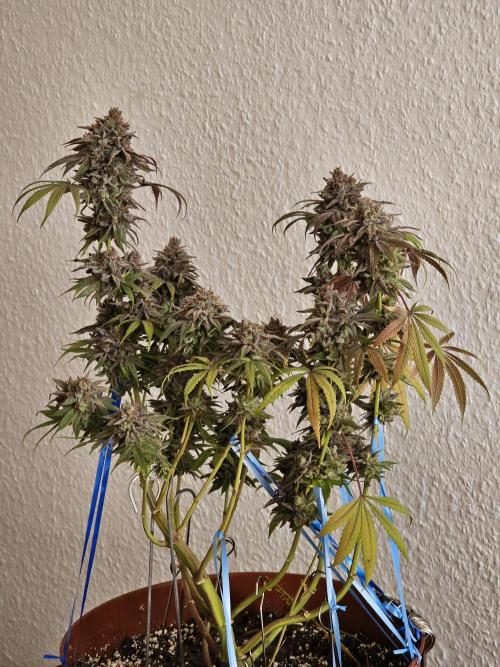 Cheap Weed #10. Week 19