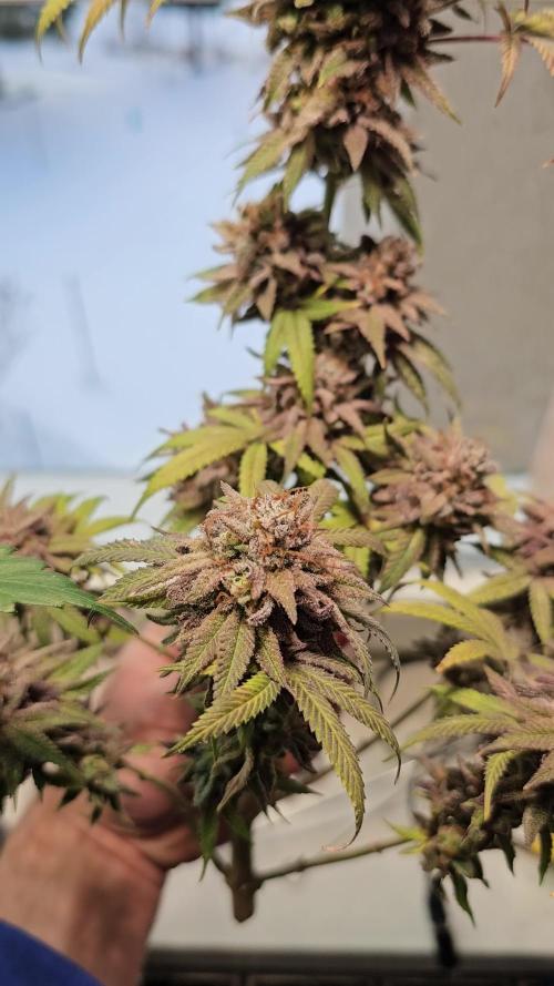 Cheap Weed | 1,51€/g #10