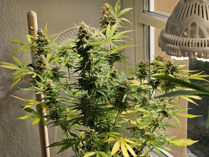 2nd Own Genetic | Cheap Weed #13. Week 11