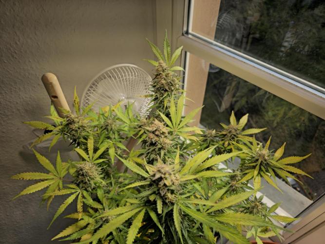 2nd Own Genetic | Cheap Weed #13. Week 11