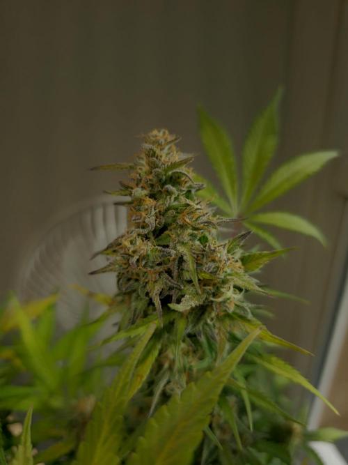 2nd Own Genetic | Cheap Weed #13. Week 11