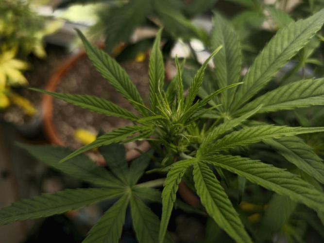 Cheap Weed #14. Week 7