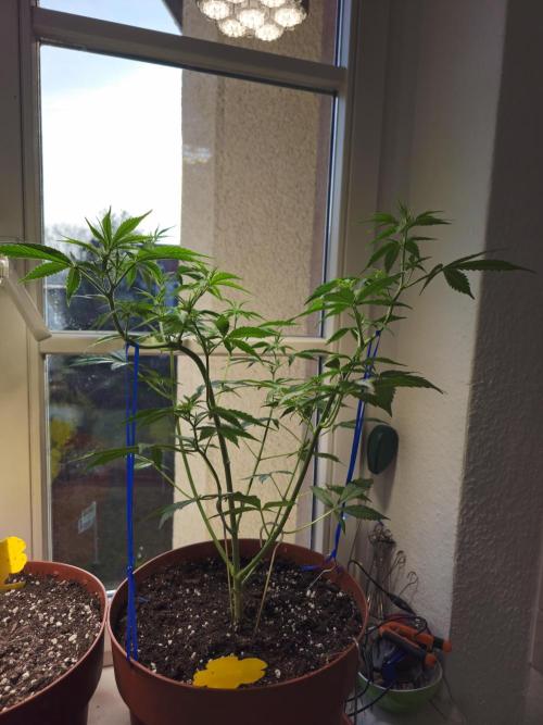 Cheap Weed #14. Week 7