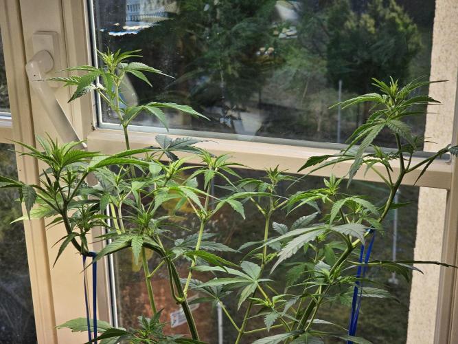 Cheap Weed #14. Week 7