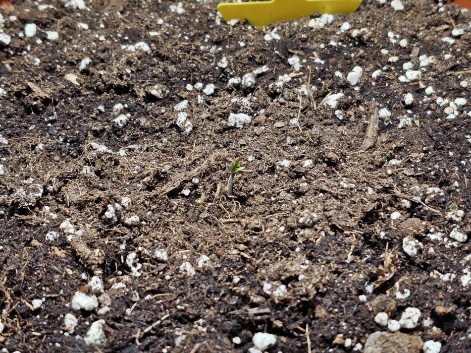 Cheap Weed #15. Week 1