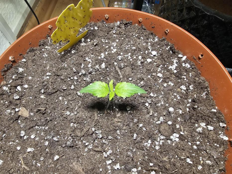 Cheap Weed #15. Week 2