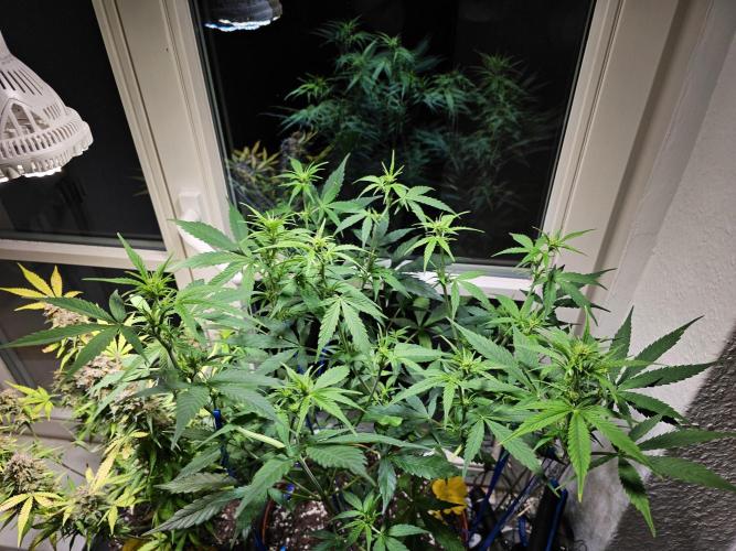 Cheap Weed #14. Week 8