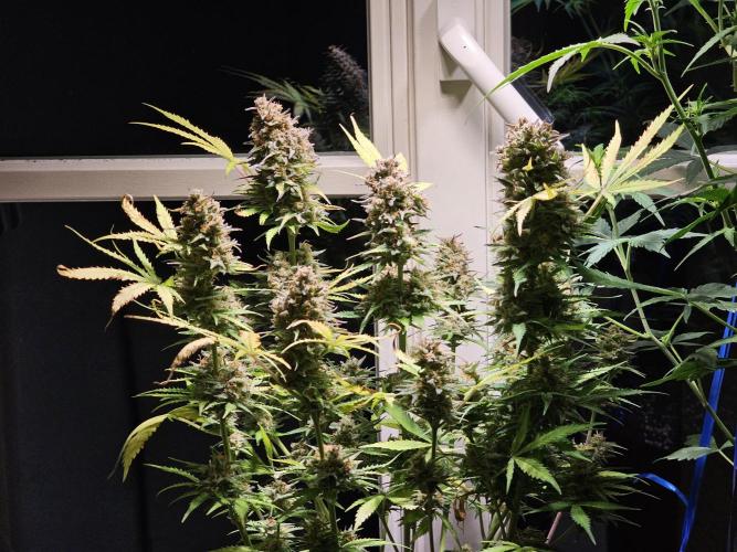 2nd Own Genetic | Cheap Weed #13. Week 12