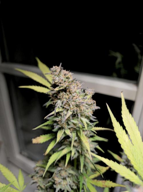 2nd Own Genetic | Cheap Weed #13. Week 12