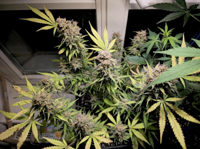 2nd Own Genetic | Cheap Weed #13. Week 12