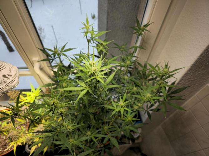 Cheap Weed #14. Week 9