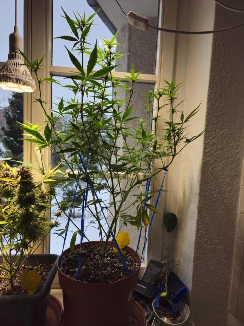 Cheap Weed #14. Week 9