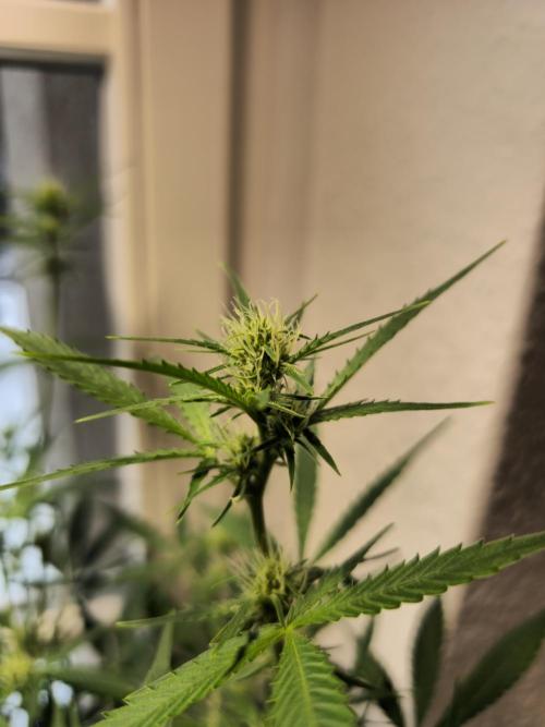 Cheap Weed #14. Week 9