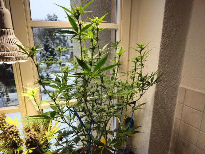 Cheap Weed #14. Week 10