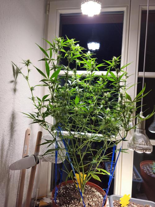 Cheap Weed #14. Week 11