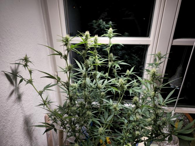 Cheap Weed #14. Week 11