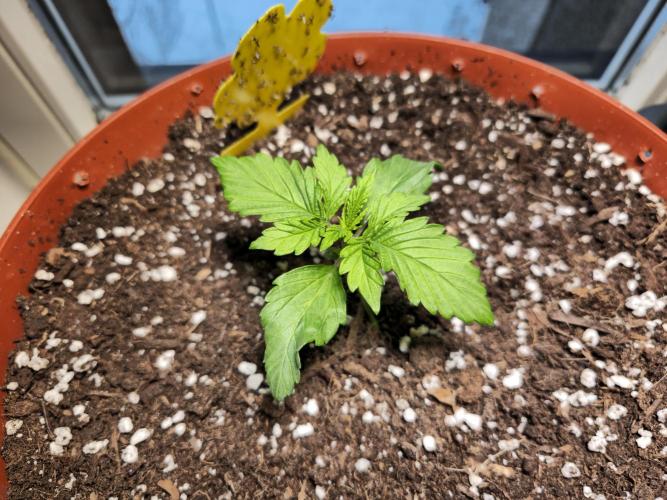 Cheap Weed #15. Week 3