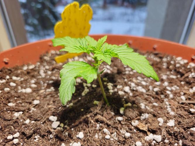 Cheap Weed #15. Week 3