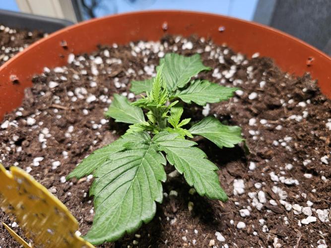 Cheap Weed #15. Week 4