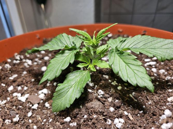 Cheap Weed #15. Week 4