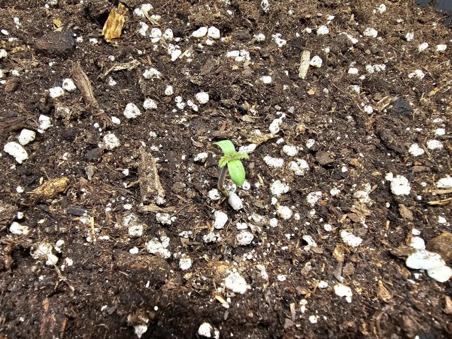 Cheap Weed #16. Week 1