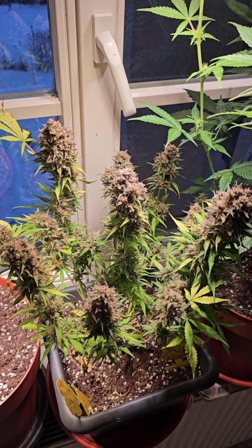 2nd Own Genetic | Cheap Weed #13