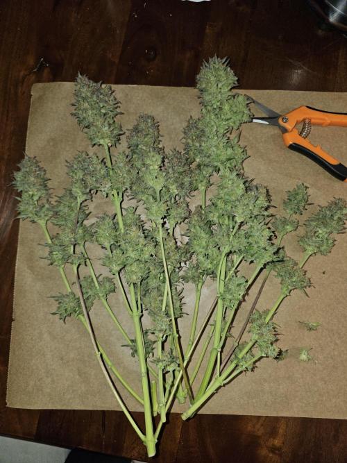 2nd Own Genetic | Cheap Weed #13. Week 13