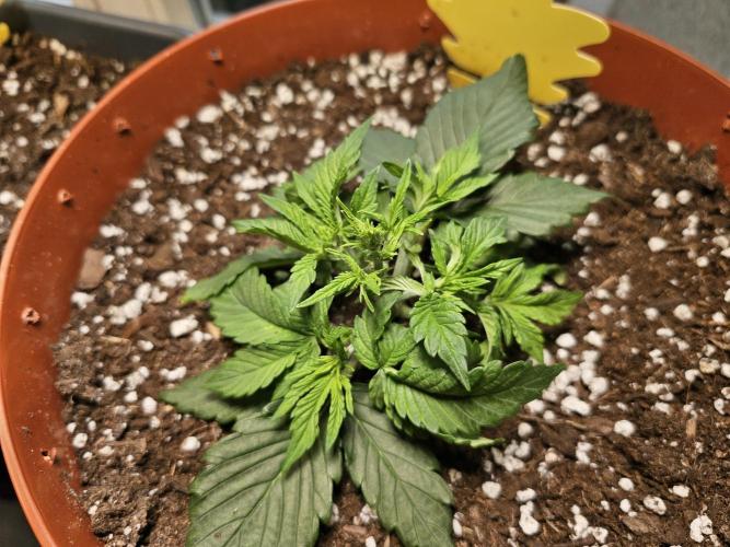 Cheap Weed #15. Week 5