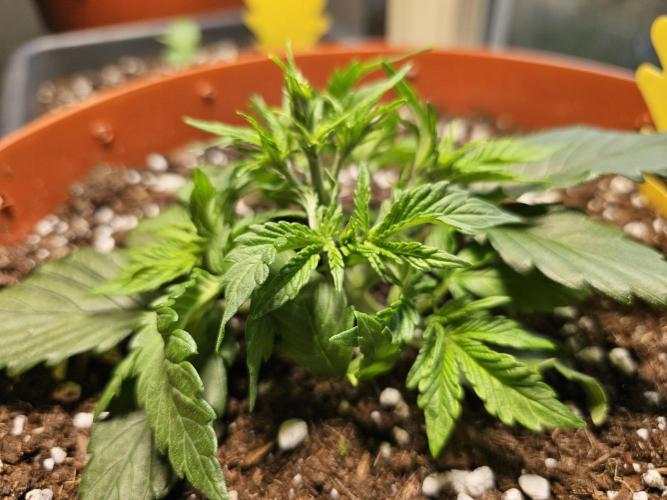 Cheap Weed #15. Week 5